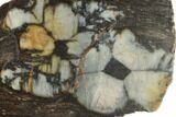 Polished Stone Slab With Chiastolite Crosses - Spain #195445-1